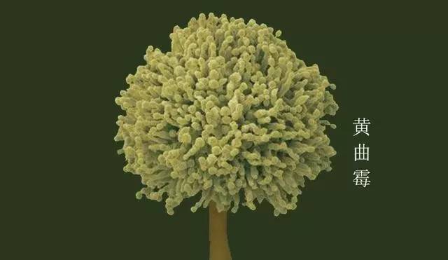 黑龍江9人聚餐致7死的‘幕后黑手’——黃曲霉菌，你get多少